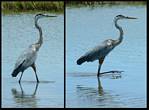 (19) montage (great blue heron).jpg    (1000x740)    291 KB                              click to see enlarged picture
